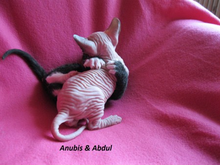 Anubis & Abdul - 5 týždňov